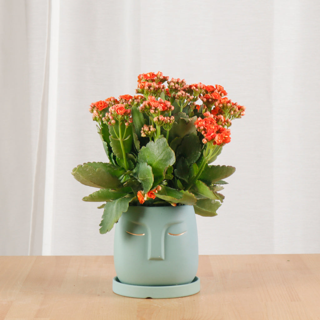 Kalanchoe Blossfeldiana Plant in Green Nordic Serene Face Planter (RANDOM COLORS)