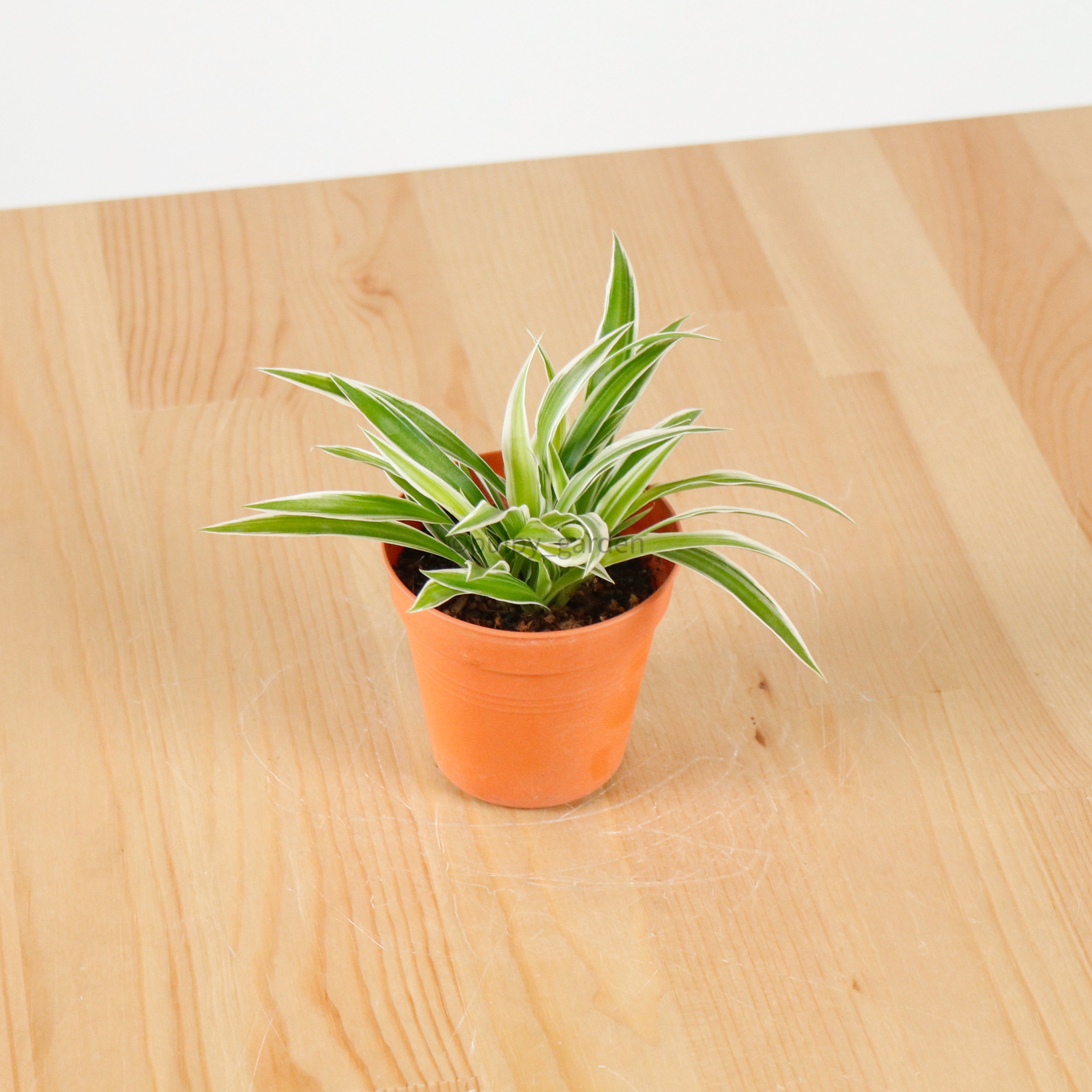 spider plant in white pot Chlorophytum Comosum 'Ocean Spider Plant' in Nursery Grow Pot – Pulpy Garden