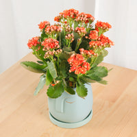 Kalanchoe Blossfeldiana Plant in Green Nordic Serene Face Planter (RANDOM COLORS)