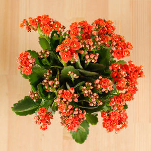 Kalanchoe Blossfeldiana Plant in Green Nordic Serene Face Planter (RANDOM COLORS)