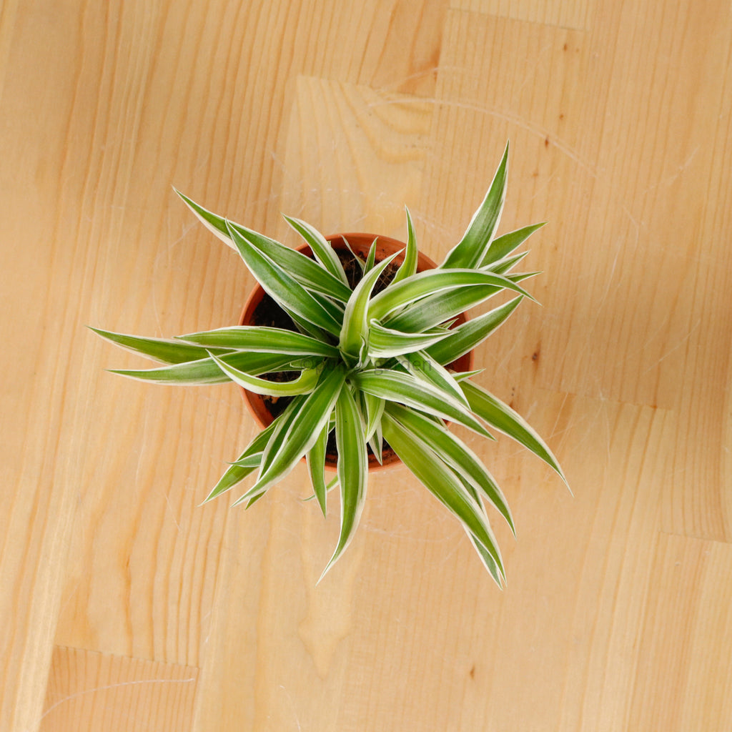 Chlorophytum Comosum ‘Ocean Spider Plant’ in Nursery Grow Pot