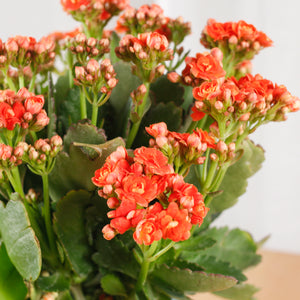 Kalanchoe Blossfeldiana Plant in Green Nordic Serene Face Planter (RANDOM COLORS)