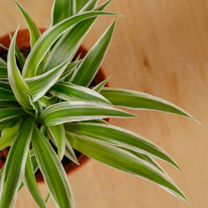 Chlorophytum Comosum ‘Ocean Spider Plant’ in Nursery Grow Pot