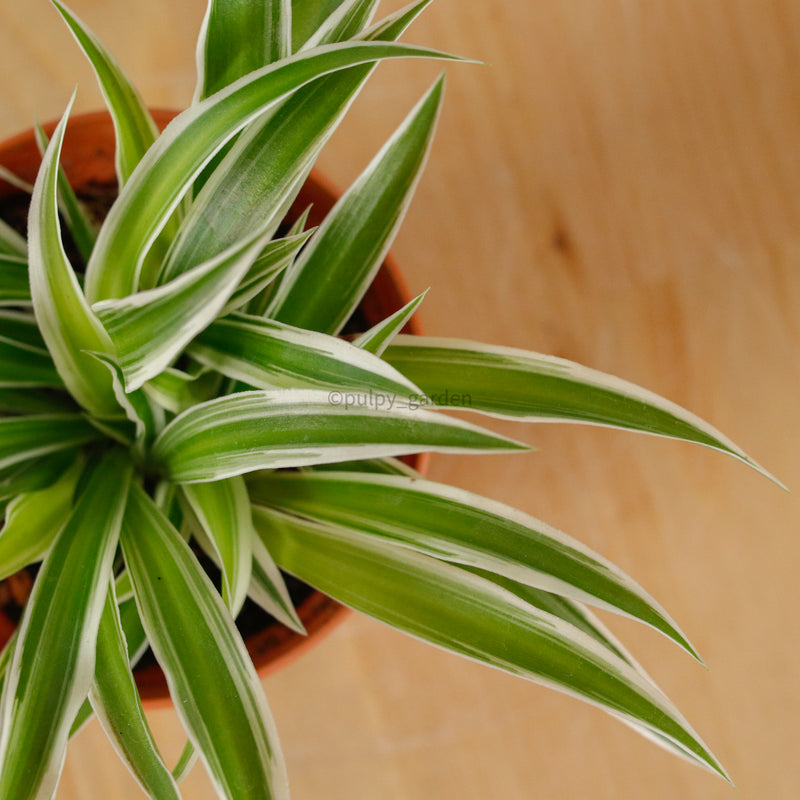 Chlorophytum Comosum ‘Ocean Spider Plant’ in Nursery Grow Pot