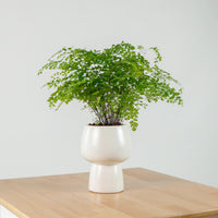 Maidenhair Fern in Beige Franca