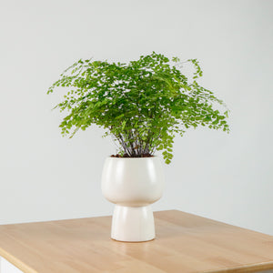 Maidenhair Fern in Beige Franca