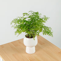 Maidenhair Fern in Beige Franca