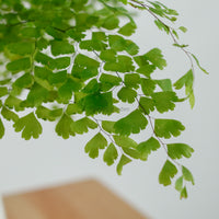 Maidenhair Fern in Beige Franca