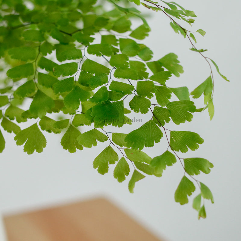 Maidenhair Fern in Beige Franca