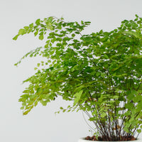 Maidenhair Fern in Beige Franca