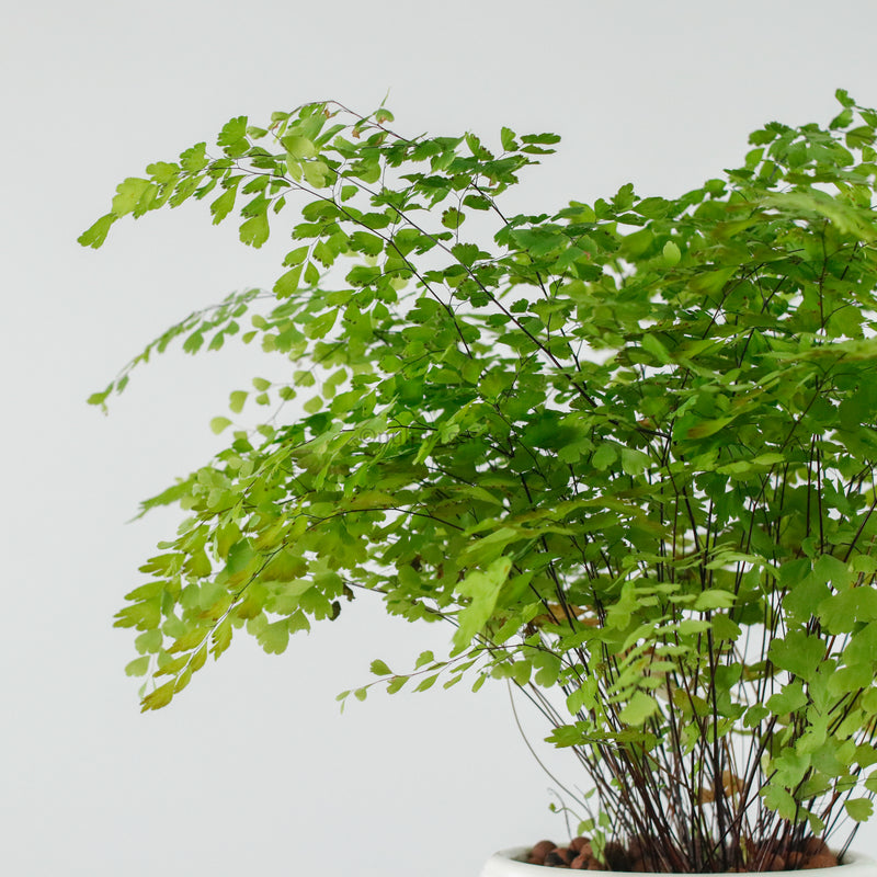 Maidenhair Fern in Beige Franca
