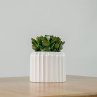 Jade Plant in Ribbed Planter