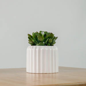 Jade Plant in Ribbed Planter
