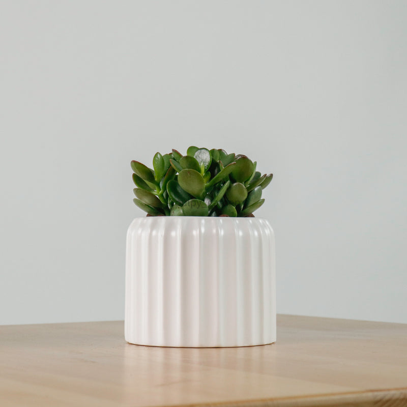 Jade Plant in Ribbed Planter