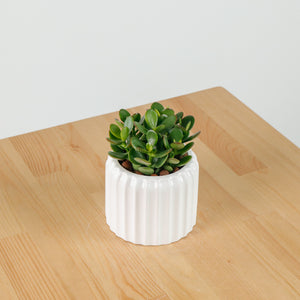 Jade Plant in Ribbed Planter