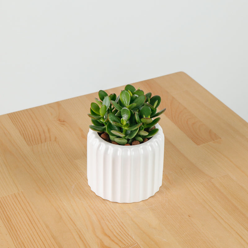Jade Plant in Ribbed Planter