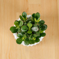 Jade Plant in Ribbed Planter