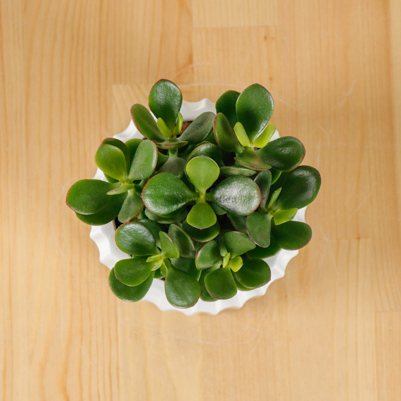 Jade Plant in Ribbed Planter