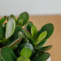 Jade Plant in Ribbed Planter