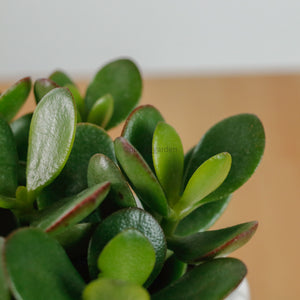 Jade Plant in Ribbed Planter
