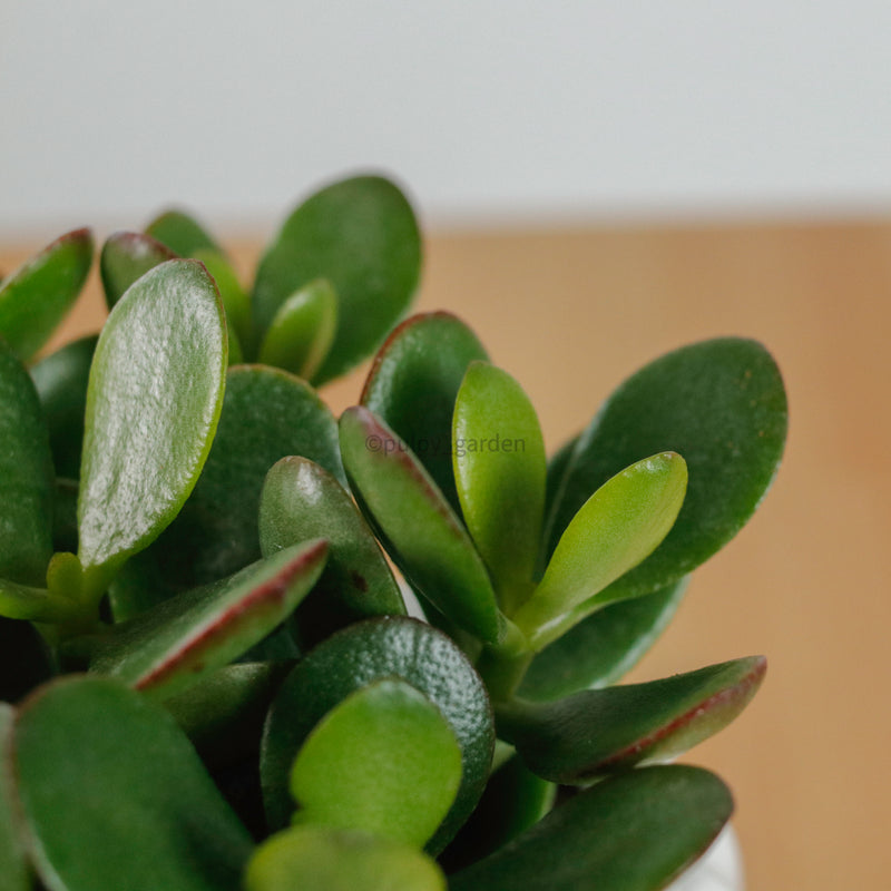 Jade Plant in Ribbed Planter