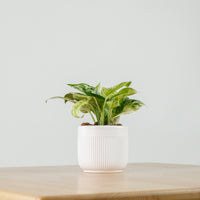 Money Plant (Small) in Bella Planter