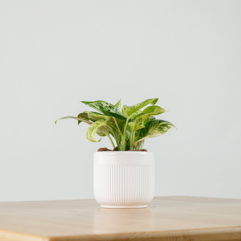 Money Plant (Small) in Bella Planter