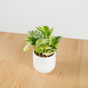 Money Plant (Small) in Bella Planter