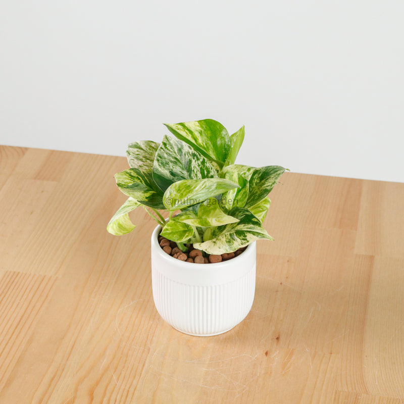 Money Plant (Small) in Bella Planter