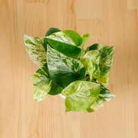 Money Plant (Small) in Bella Planter