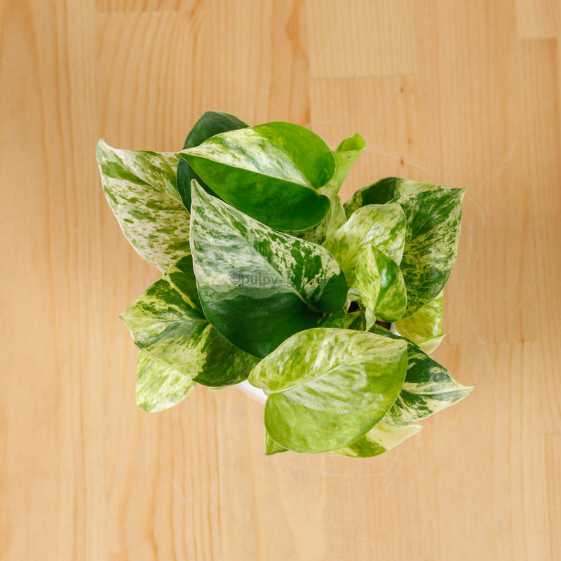 Money Plant (Small) in Bella Planter