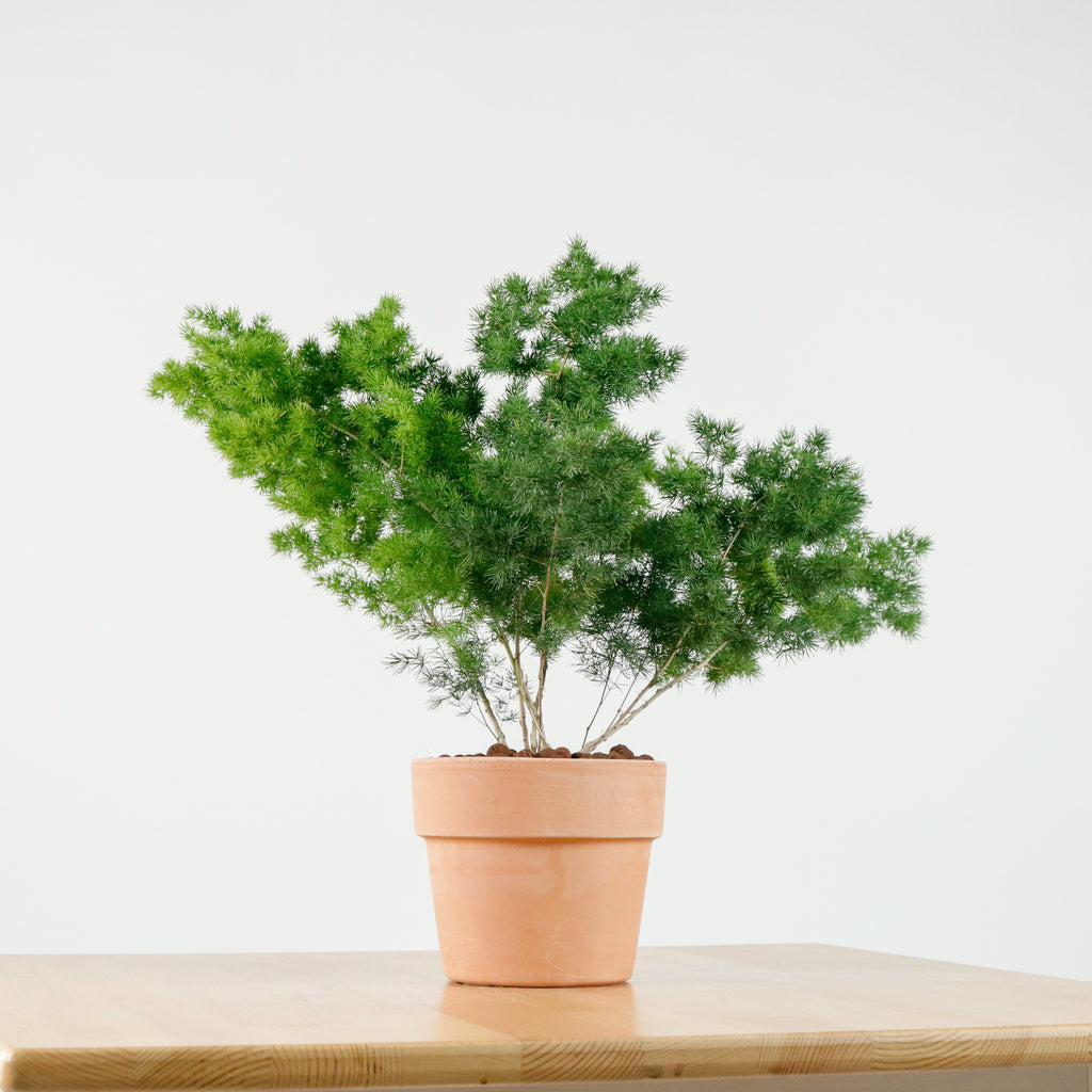 Ming Fern in Cotta Planter