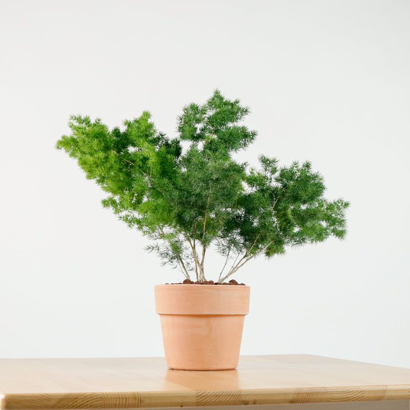Ming Fern in Cotta Planter