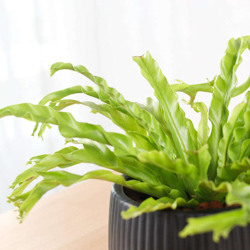 Asplenium Crissie Amy - Bird's Nest Fern in Black Oval Planter