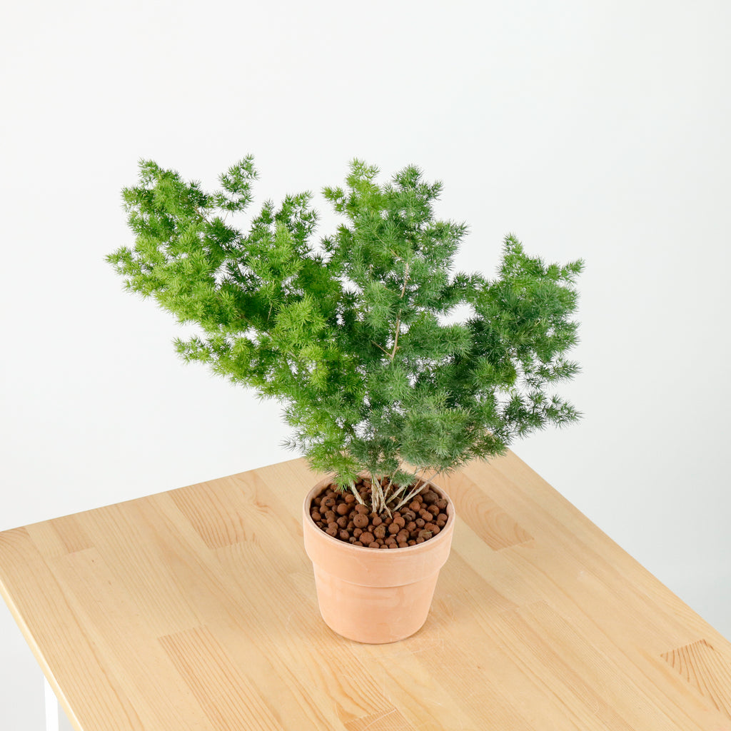 Ming Fern in Cotta Planter