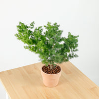 Ming Fern in Cotta Planter