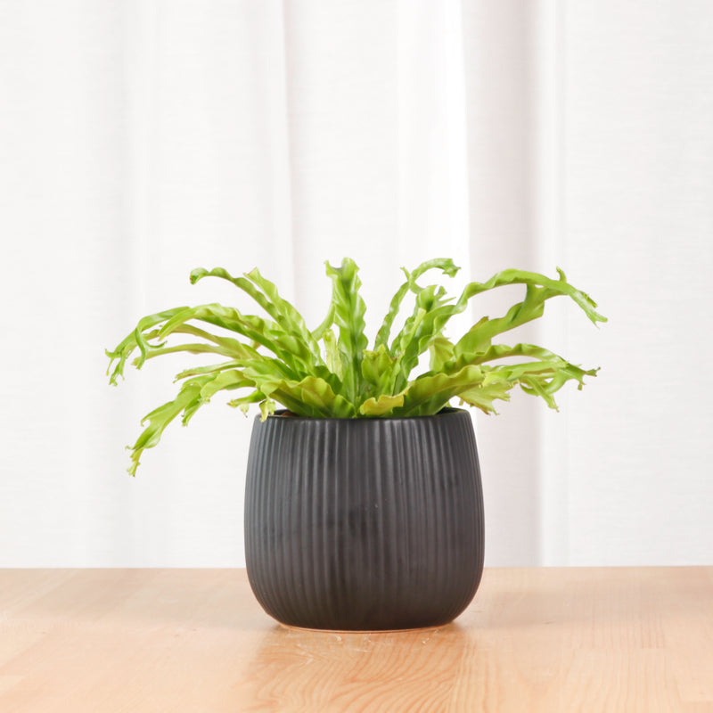 Asplenium Crissie Amy - Bird's Nest Fern in Black Oval Planter