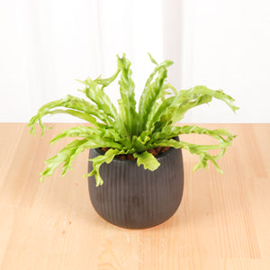 Asplenium Crissie Amy - Bird's Nest Fern in Black Oval Planter