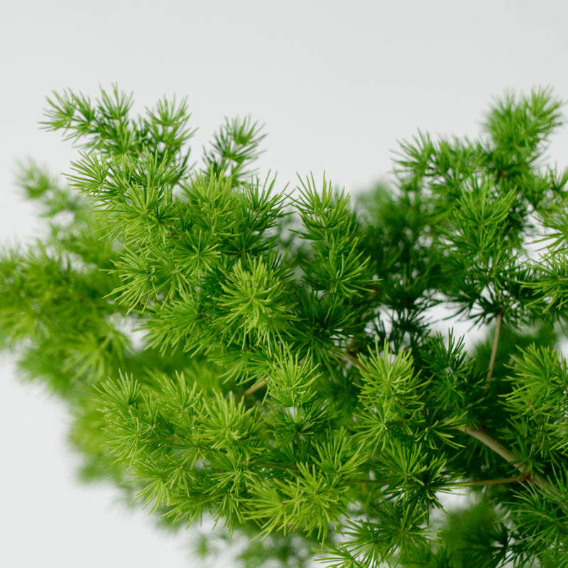 Ming Fern in Cotta Planter