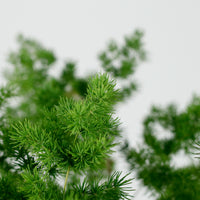 Ming Fern in Cotta Planter