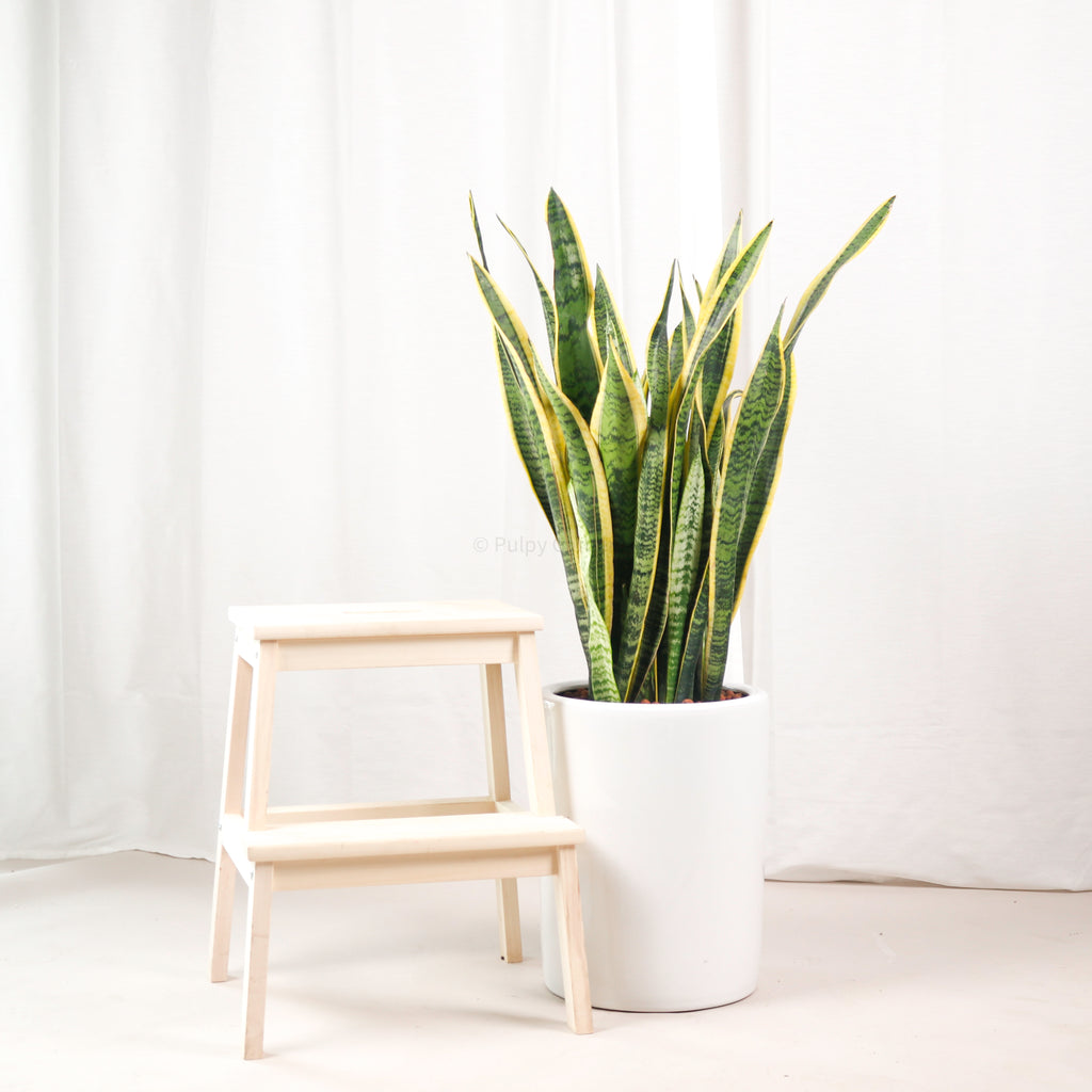 Large Sansevieria trifasciata Laurentii- ‘Mother-in-law’s Tongue’ (105cm) in Tall White Glossy Planter