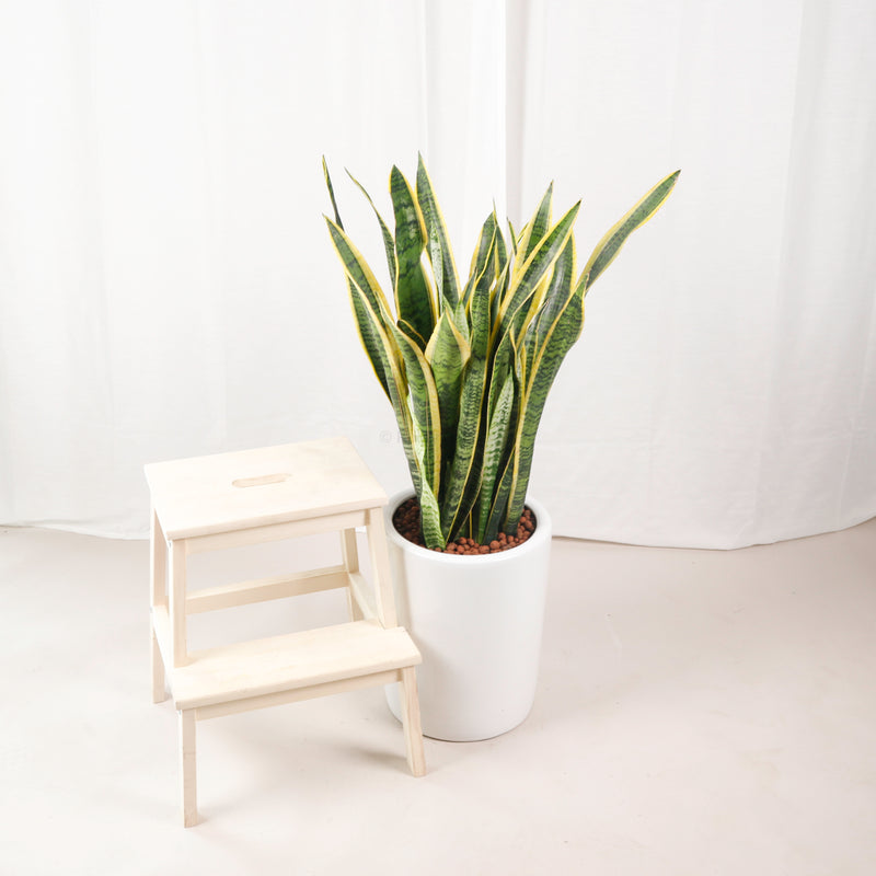 Large Sansevieria trifasciata Laurentii- ‘Mother-in-law’s Tongue’ (105cm) in Tall White Glossy Planter