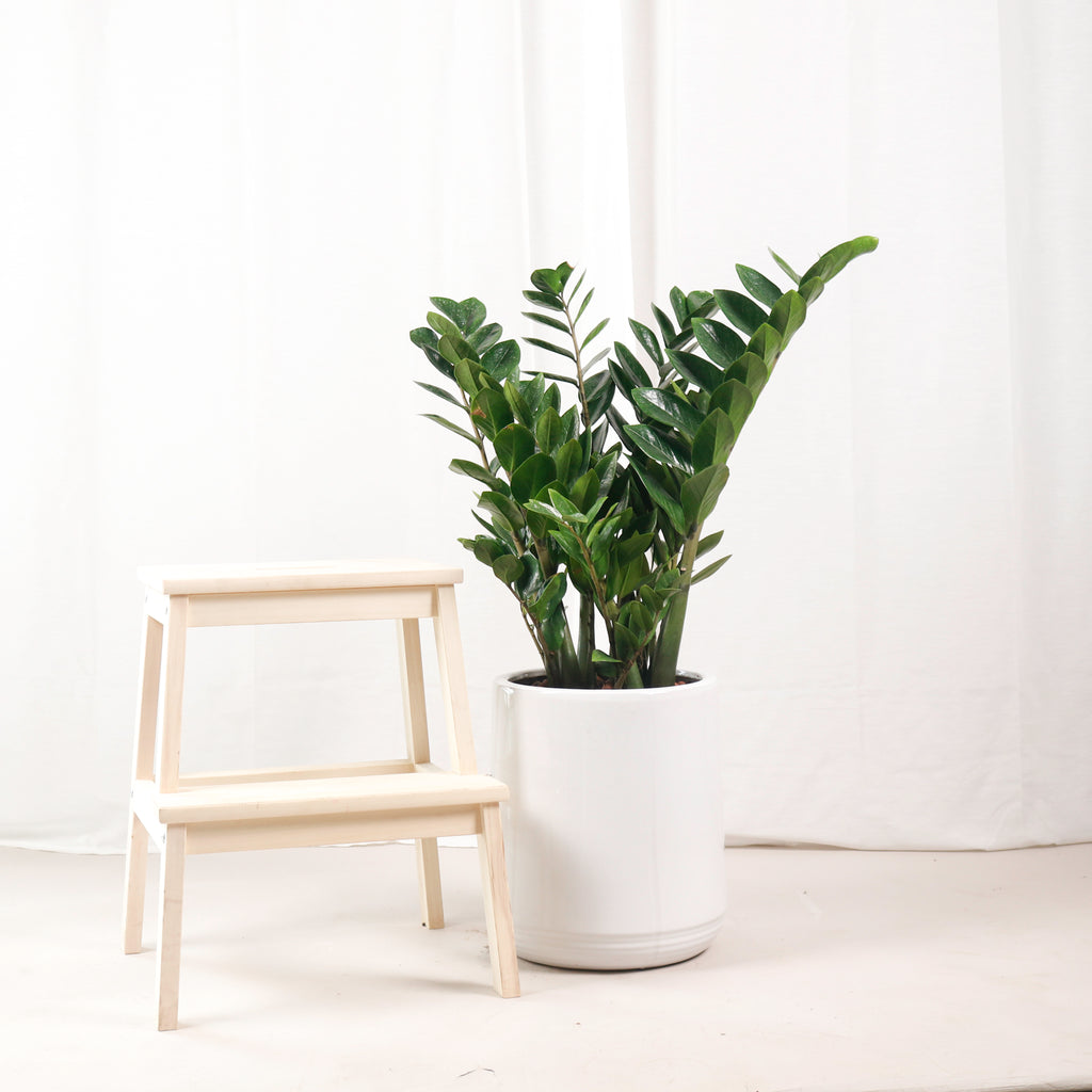 Large ZZ Plant aka jin qian shu (90cm) (金钱树) in White Round Glossy Ribbed Planter