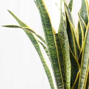 Large Sansevieria trifasciata Laurentii- ‘Mother-in-law’s Tongue’ (105cm) in Tall White Glossy Planter