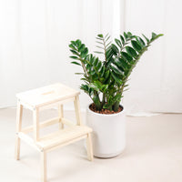 Large ZZ Plant aka jin qian shu (90cm) (金钱树) in White Round Glossy Ribbed Planter