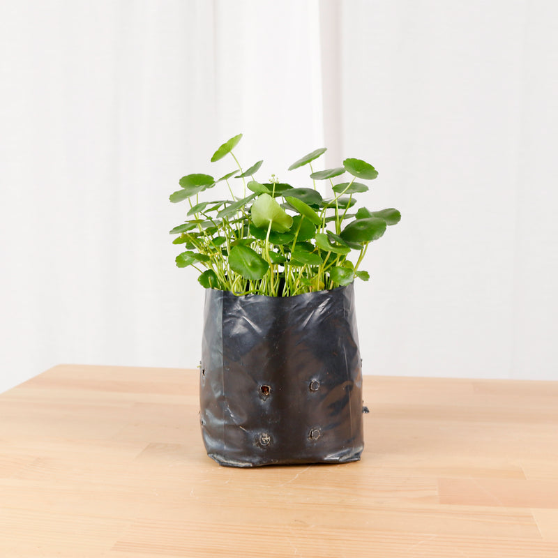 Asiatic Pennywort in Nursery Grow Pot