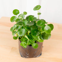 Asiatic Pennywort in Nursery Grow Pot