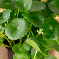 Asiatic Pennywort in Nursery Grow Pot