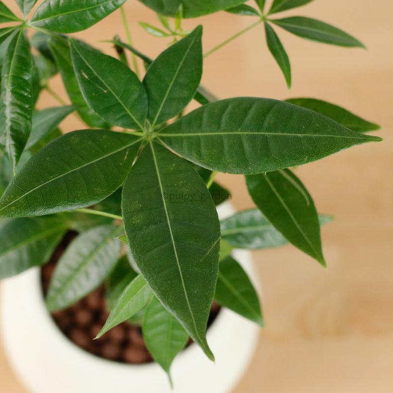 money tree too much sun Pachira Twist in Cloudy (Small) (发财树