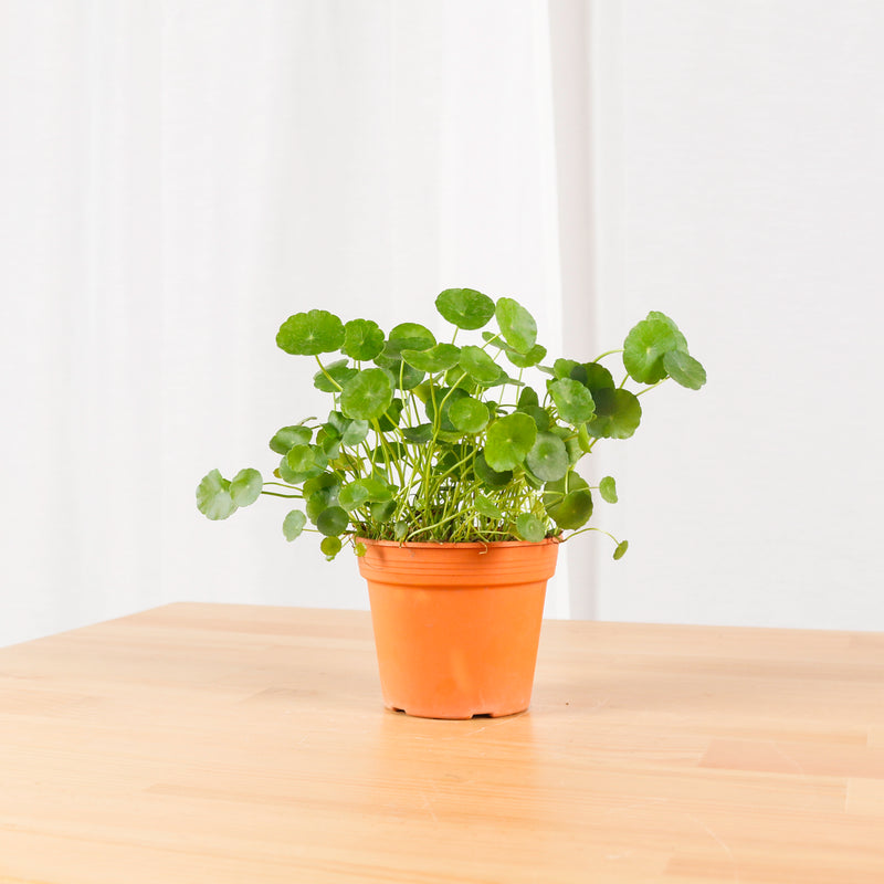 pennywort indoor plant Asiatic Pennywort in Nursery Grow Pot – Pulpy Garden